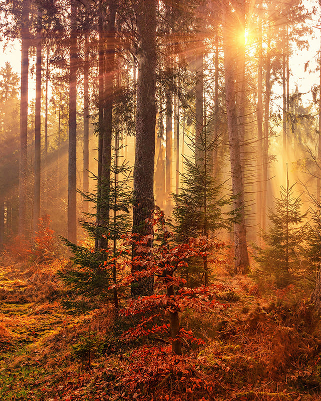 copertina menu estate con cielo e palme